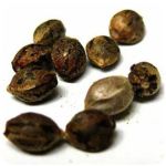 Семена марихуаны АК-47  (Seeds AK-47) в Балее